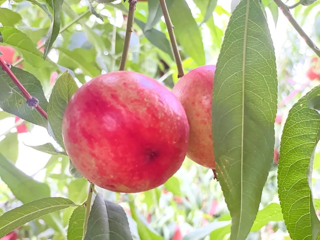 吾家有桃初长成：盛夏伊始，同心农园为您送上最美味的桃子